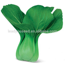 PK11 Huaguan very ealry maturity f1 hybrid pakchoi seeds, hybrid rape seeds